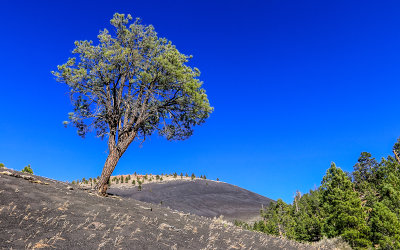 A tree grows from a cinder dune with Sunset Crater in the background in Sunset Crater Volcano National Monument