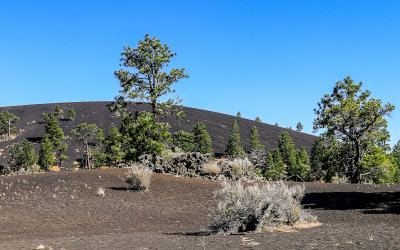Plant life on cinder dunes from the Lava Flow Trail in Sunset Crater Volcano National Monument
