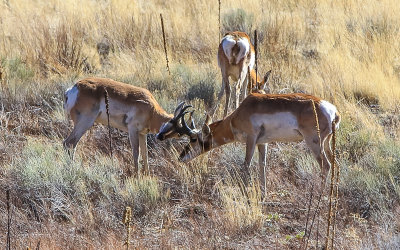 Pronghorn antelope joust in Sunset Crater Volcano National Monument