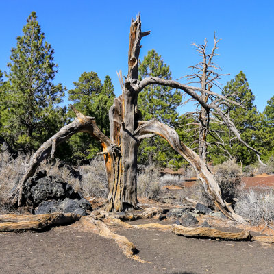 Dead tree in a cinder basin in Sunset Crater Volcano National Monument