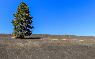 A lone tree on a cinder dune in Sunset Crater Volcano National Monument