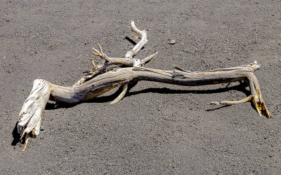 Weathered branch on cinders near the Cinder Hills Overlook in Sunset Crater Volcano National Monument