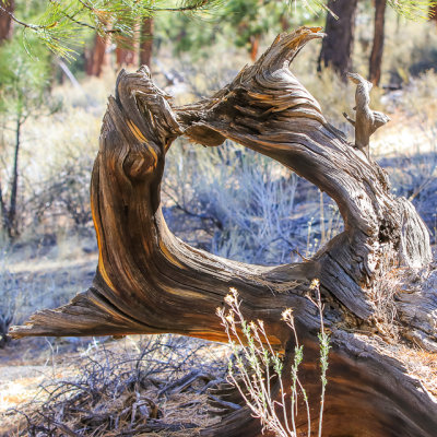 Old tree roots along the Lenox Crater Trail in Sunset Crater Volcano National Monument