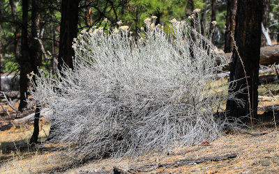 Tumbleweed bush along the Lenox Crater Trail in Sunset Crater Volcano National Monument