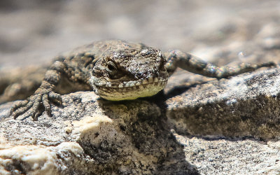 Small lizard close-up in Walnut Canyon National Monument