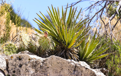 Prickly Pear cactus and Yucca plants in Walnut Canyon National Monument