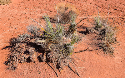 Grouping of yucca plants in Vermilion Cliffs National Monument