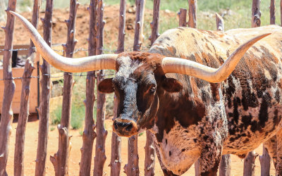 Longhorn in the corral in Pipe Springs National Monument