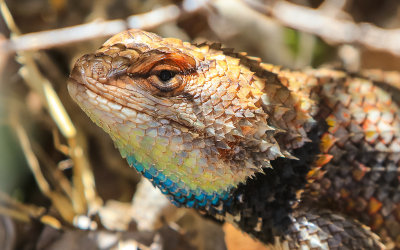 Lizard hiding in the brush in Pipe Springs National Monument