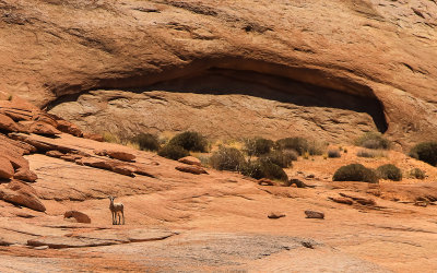 Big horned sheep on the shore of Lake Powell in Glen Canyon NRA