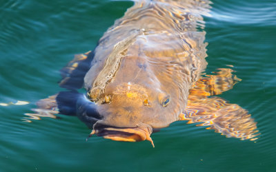 Fish in Wahweap Bay in Glen Canyon NRA