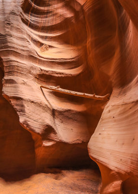 Stick after falling into the canyon 19 years ago in Antelope Canyon