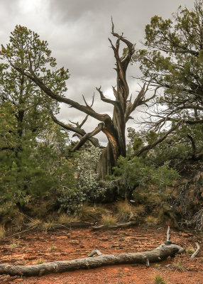 Twisted Pinyon-Juniper tree on a rainy day in Navajo National Monument