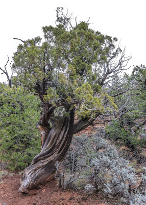 Pinyon-Juniper tree in Navajo National Monument
