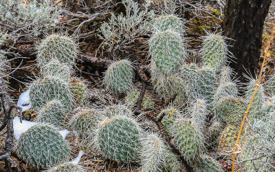 Prickly pear cactus in the snow in Navajo National Monument