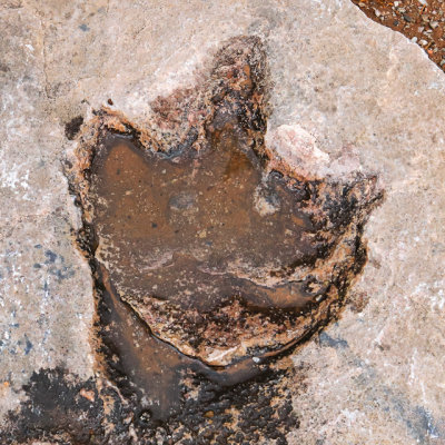 Three-toed Jurassic reptile footprint in Navajo National Monument