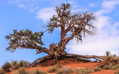 Twisted tree surviving in Monument Valley