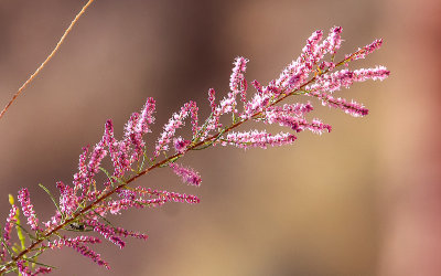 Flowering bush along the Toadstools Trail in Grand Staircase-Escalante NM