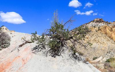 Stunted desert tree along the Cottonwood Road in Grand Staircase-Escalante NM