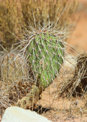 Spiny prickly pear cactus in Grand Staircase-Escalante NM