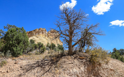 Barren tree along the Cottonwood Road in Grand Staircase-Escalante NM