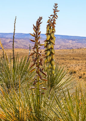 Blooming Yucca plants in Grand Staircase-Escalante NM