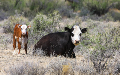 Cows on the open range in Grand Staircase-Escalante NM