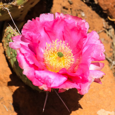 Prickly Pear cactus flower in Zion National Park