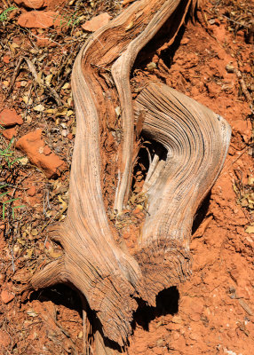 Dried wood in red clay in Zion National Park