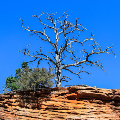 Tree against a clear blue sky along the Zion-Mount Carmel Highway in Zion National Park