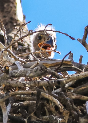 Chick in an eagles nest at the Kolob Reservoir along the Kolob Terrace Road