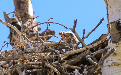 Eagle chick in a nest at the Kolob Reservoir along the Kolob Terrace Road