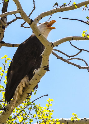 Overlooking the nest, eagle parent at the Kolob Reservoir along the Kolob Terrace Road
