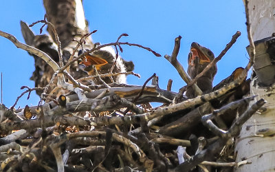 Two eagle chicks in a nest at the Kolob Reservoir along the Kolob Terrace Road