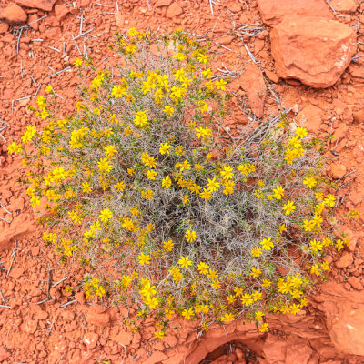 Flowers in red soil in Red Cliffs National Conservation & Recreation Area