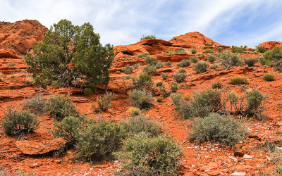 Deep red rock and soil in Red Cliffs National Conservation & Recreation Area