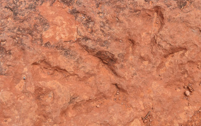 Two dinosaur footprints in Red Cliffs National Conservation & Recreation Area