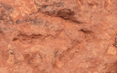 Dinosaur footprint in Red Cliffs National Conservation & Recreation Area