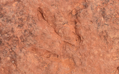 Another dinosaur footprint in Red Cliffs National Conservation & Recreation Area