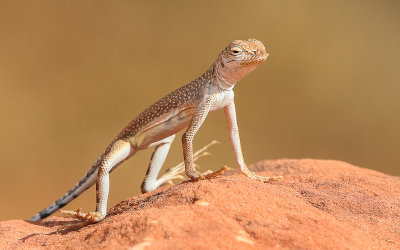 Lizard standing its ground in Red Cliffs National Conservation & Recreation Area