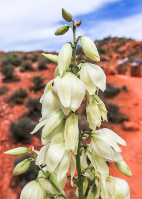 Yucca plant blooms in Red Cliffs National Conservation & Recreation Area