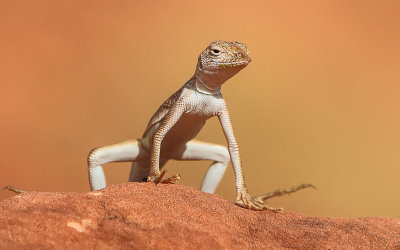 Perched lizard in Red Cliffs National Conservation & Recreation Area
