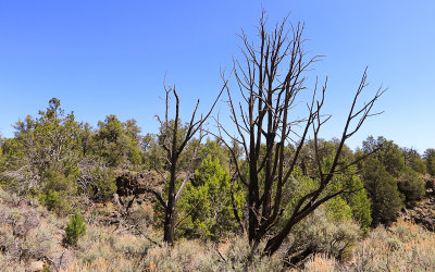 Dormant trees at Nampaweap petroglyph site in Grand Canyon-Parashant National Monument