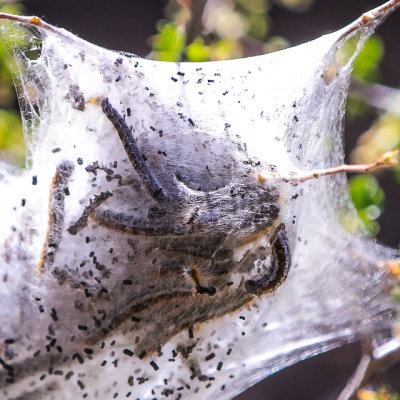 Silkworm nest in Grand Canyon-Parashant National Monument