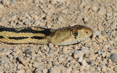Close up of snake in Grand Canyon-Parashant National Monument