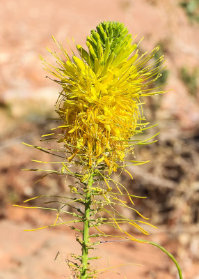 Princes Plume in Gold Butte National Monument