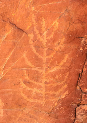 Corn Stalk petroglyph in the Falling Man area in Gold Butte National Monument