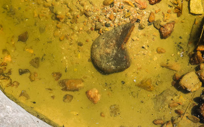 Tadpoles in a Tinajas in the Falling Man area in Gold Butte National Monument