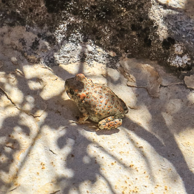 Young Red-spotted toad near a Tinajas in the Falling Man area in Gold Butte National Monument