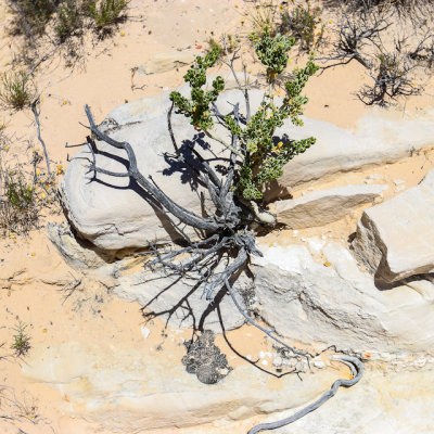 Utah Mortonia growing from a rocky area in the Falling Man area in Gold Butte National Monument